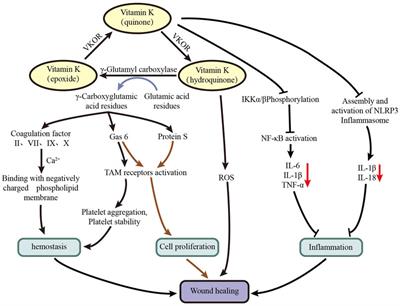 Effect of vitamin K on wound healing: A systematic review and meta-analysis based on preclinical studies